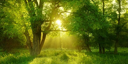 Floresta ao amanhecer
